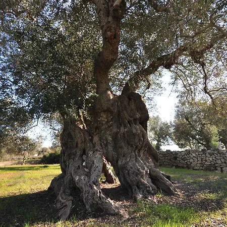In Dimora Di Charme El Salento Bed & Breakfast Felline